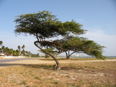 Divi-Divi (Watapana) Tree