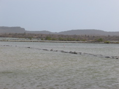 Flamingo reserve