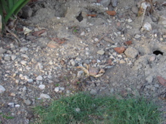small crabs are all over the sides of some of the roads near the water