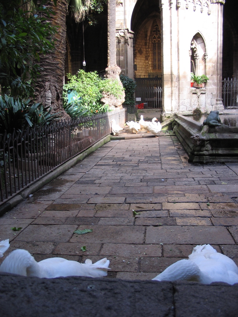 geese in the cloister