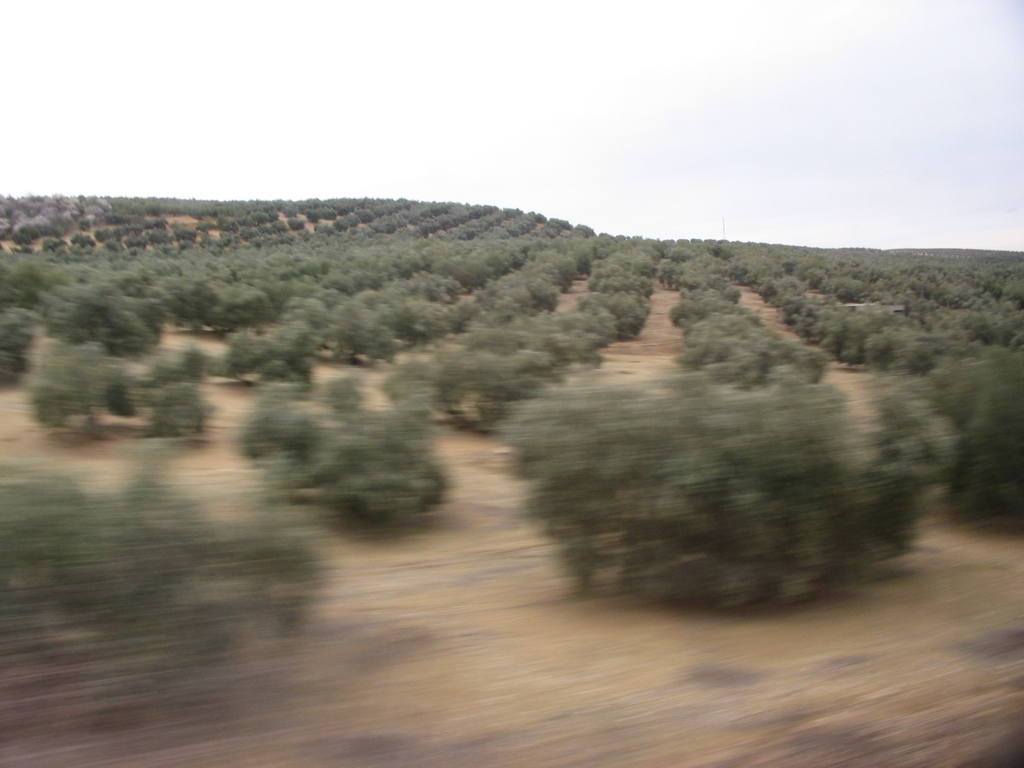Olive orchard from the passing train