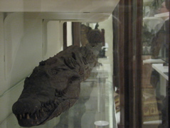 Mummified Crocodile