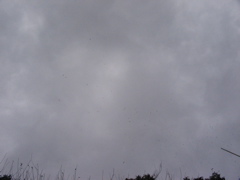 lotta birds in the sky