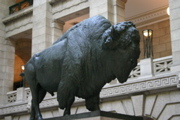 bison!